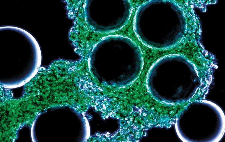 生物制造
