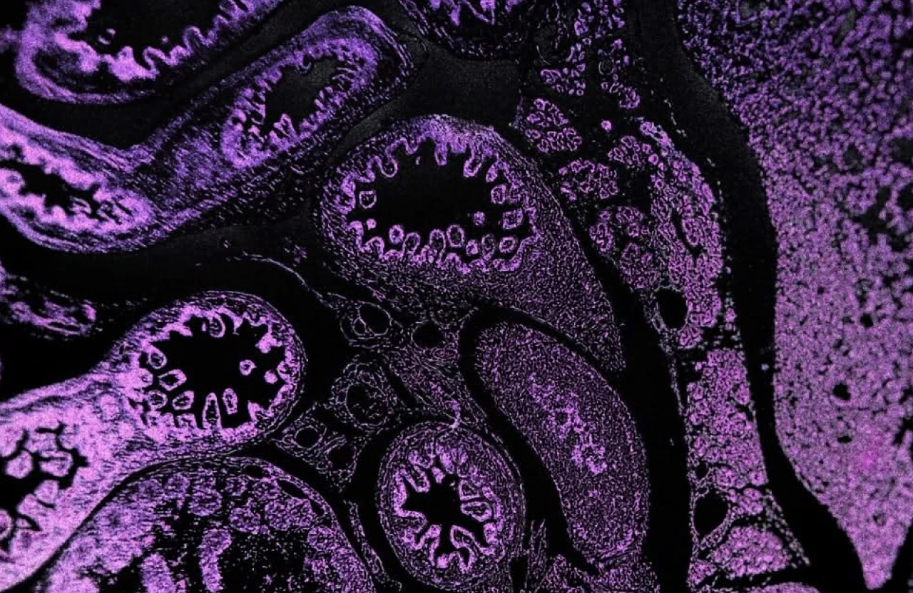 AI 驱动的皮肤抗衰候选靶点发现